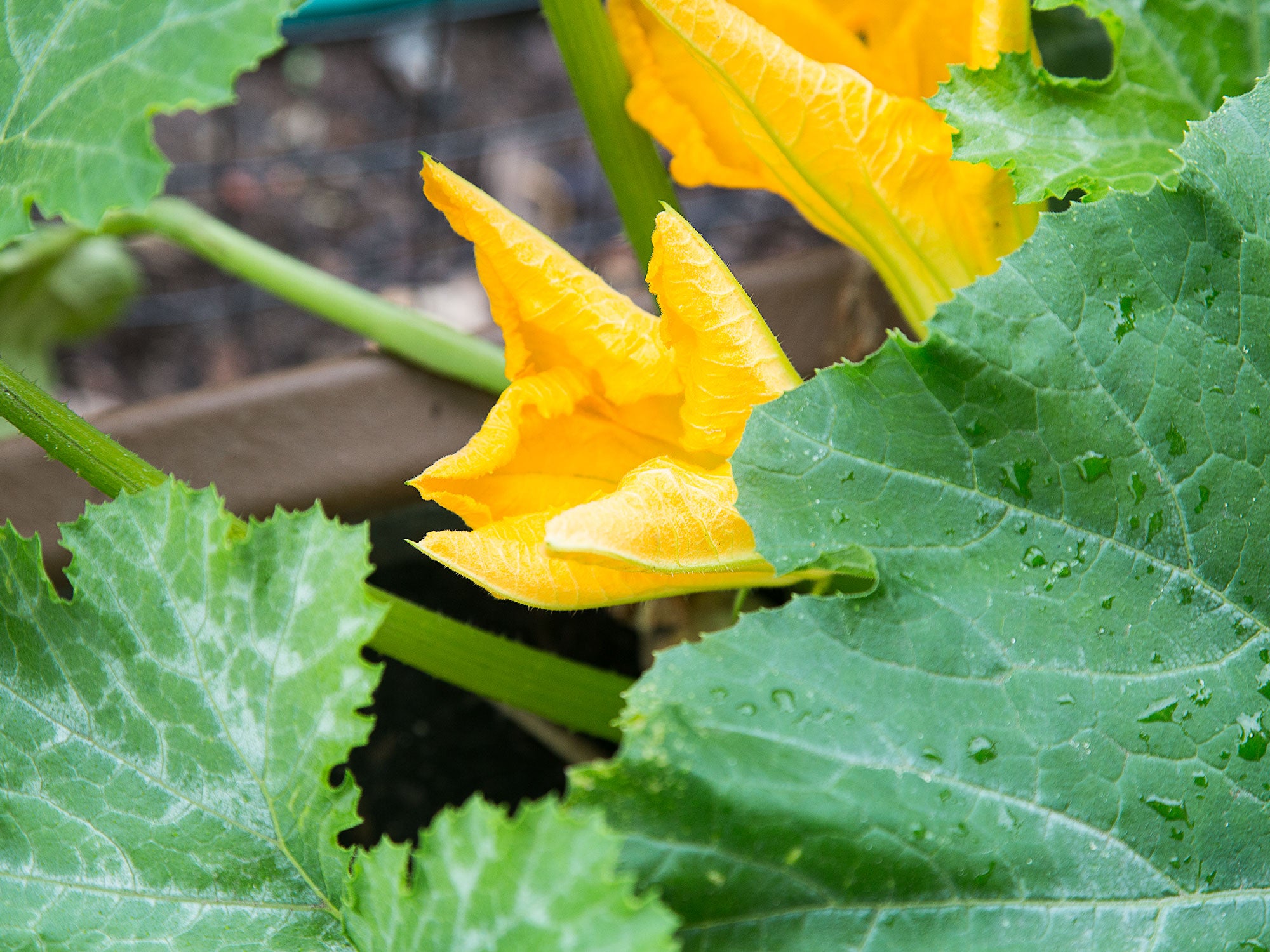 Building a Garden Anatomy of a Summer Squash Saveur