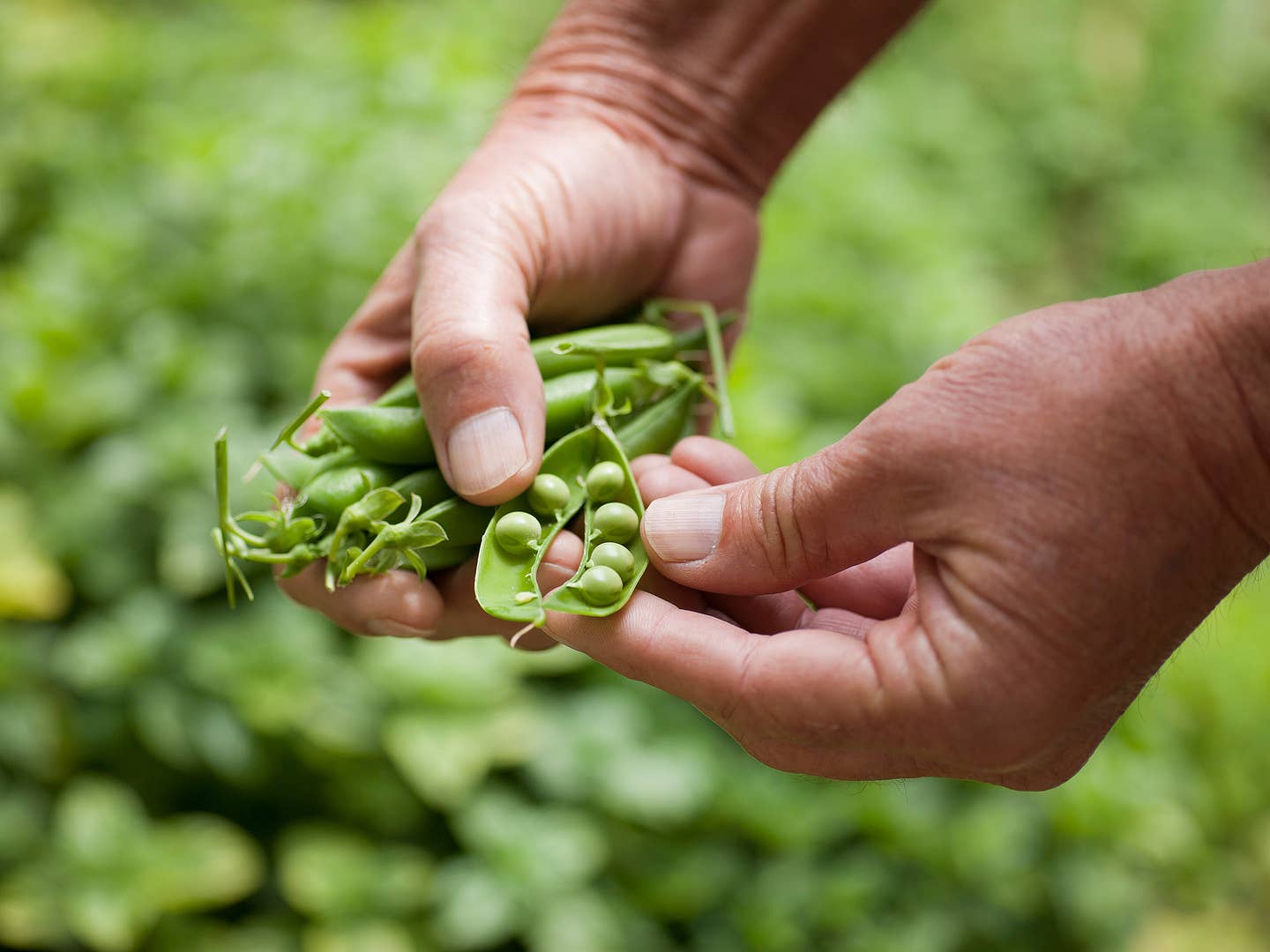 Building a Garden: All About Peas