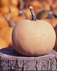 Prized Pumpkins