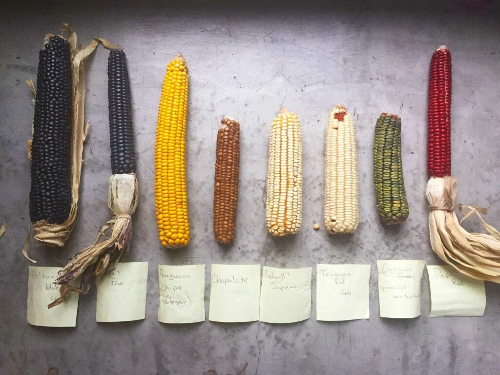 "corn"