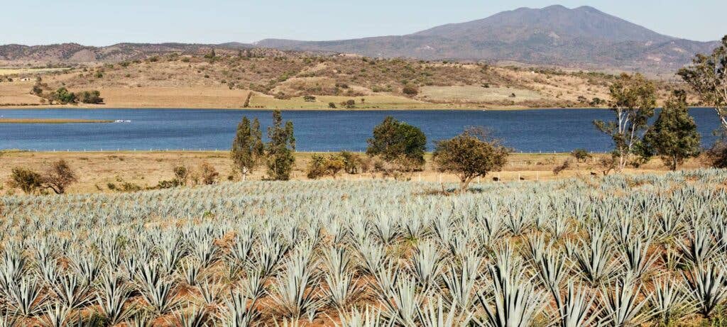 mexican agave field