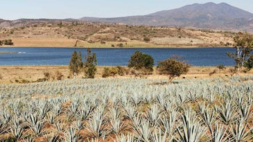 What Happens When You Treat Making Tequila Like Champagne