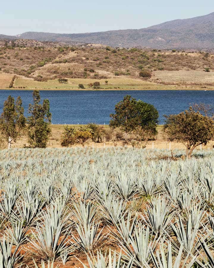 What Happens When You Treat Making Tequila Like Champagne What Happens When You Treat Making Tequila Like Champagne
