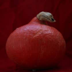 Red Kuri pumpkin