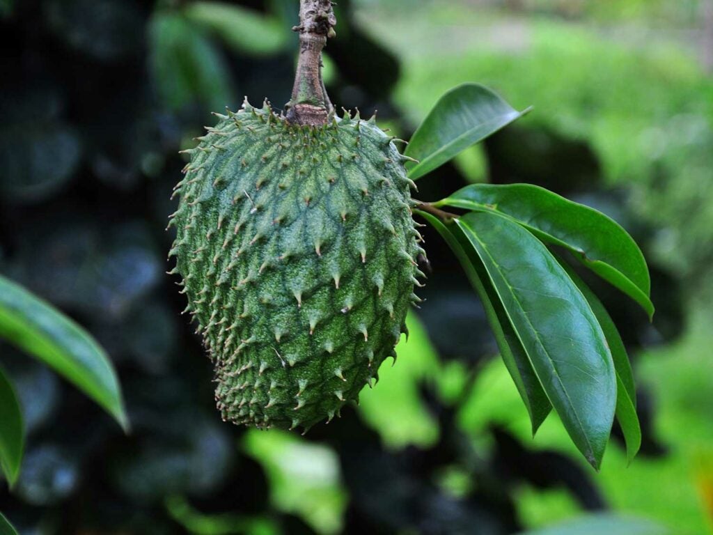Jackfruit (Mít)