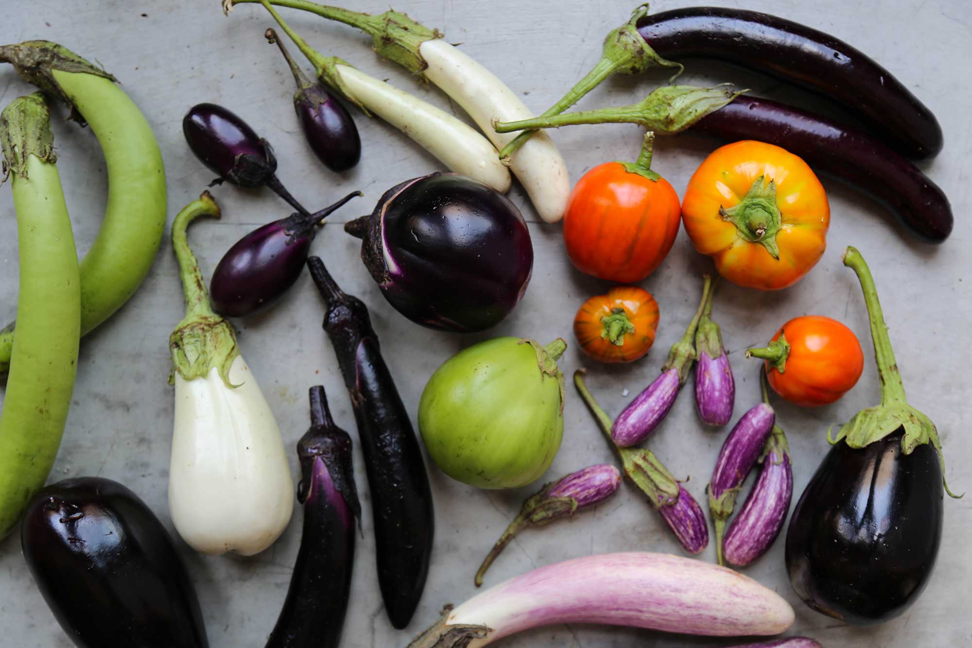 Eggplants Have a Weird, Dysfunctional Family. Come Meet Them.