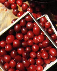Where Cranberries Come From