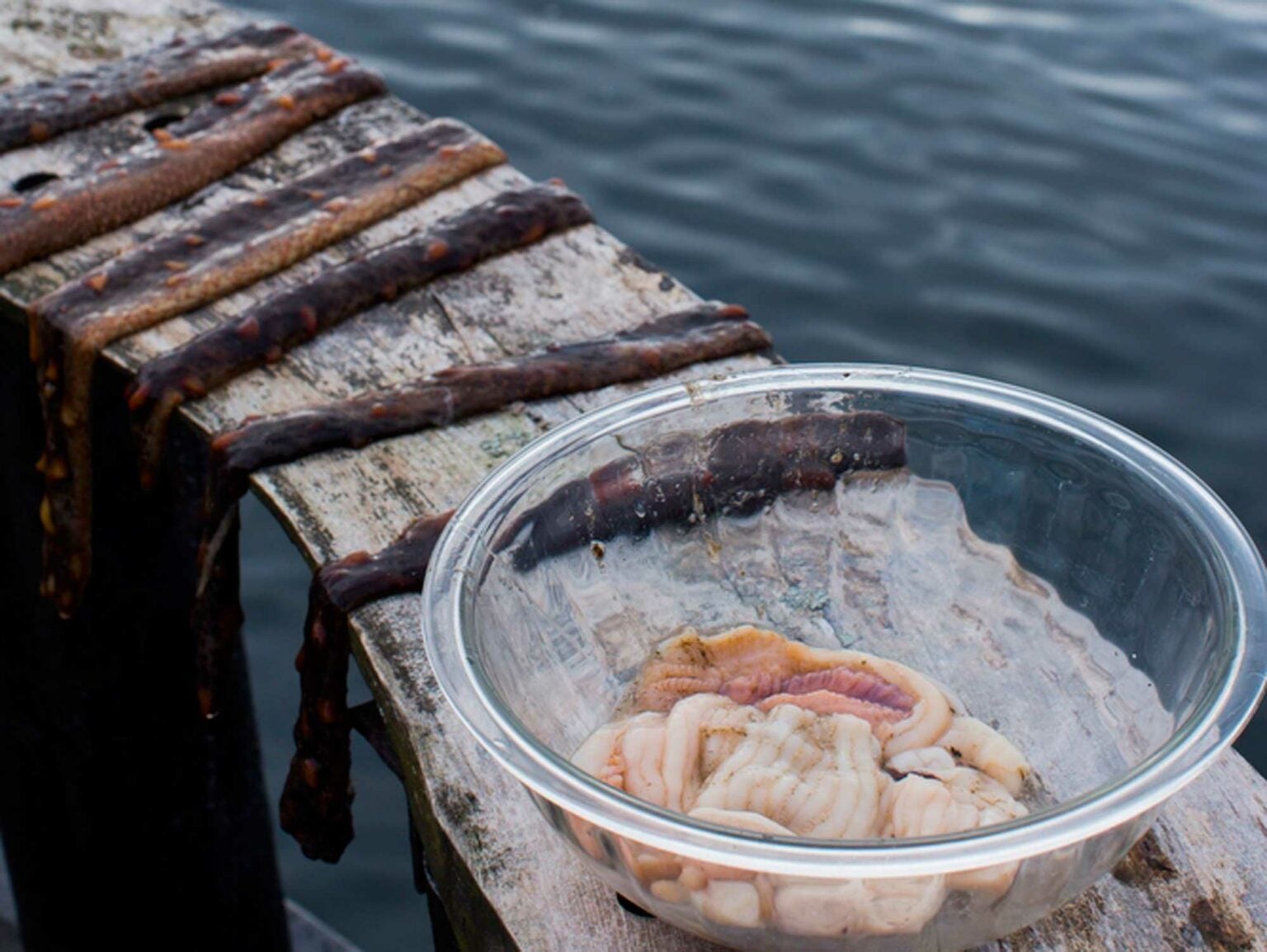 In Search of Alaska's Deadliest Catch The Sea Cucumber Saveur