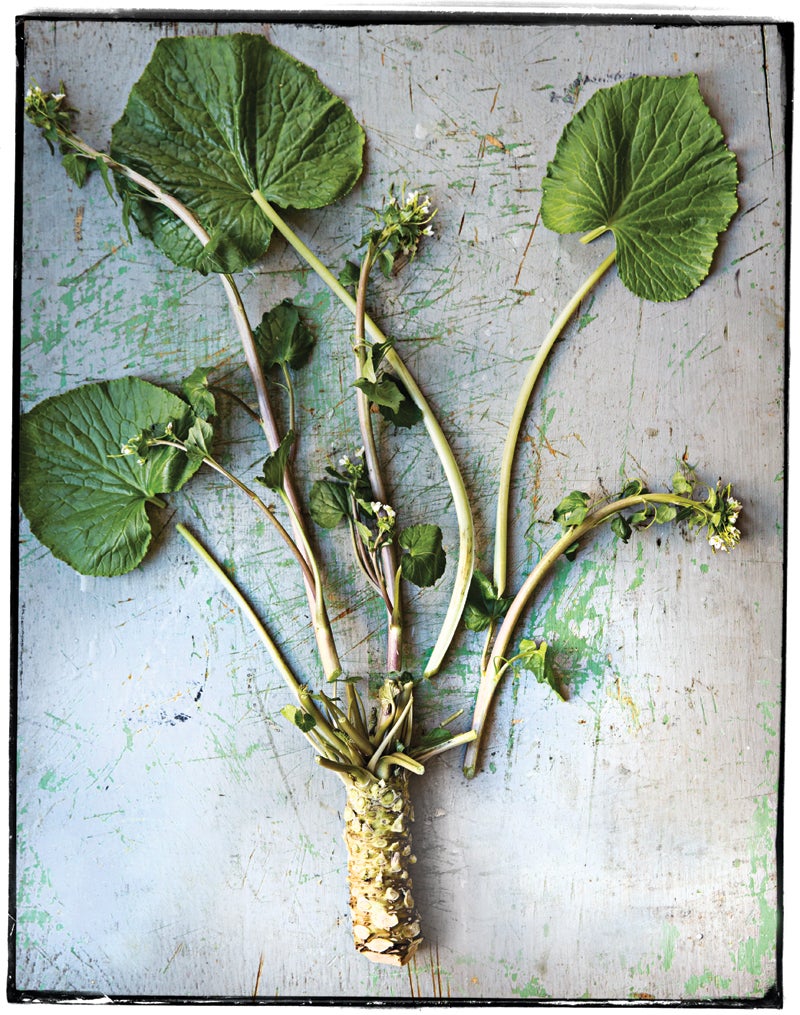 Mean Green Wasabi Root Saveur