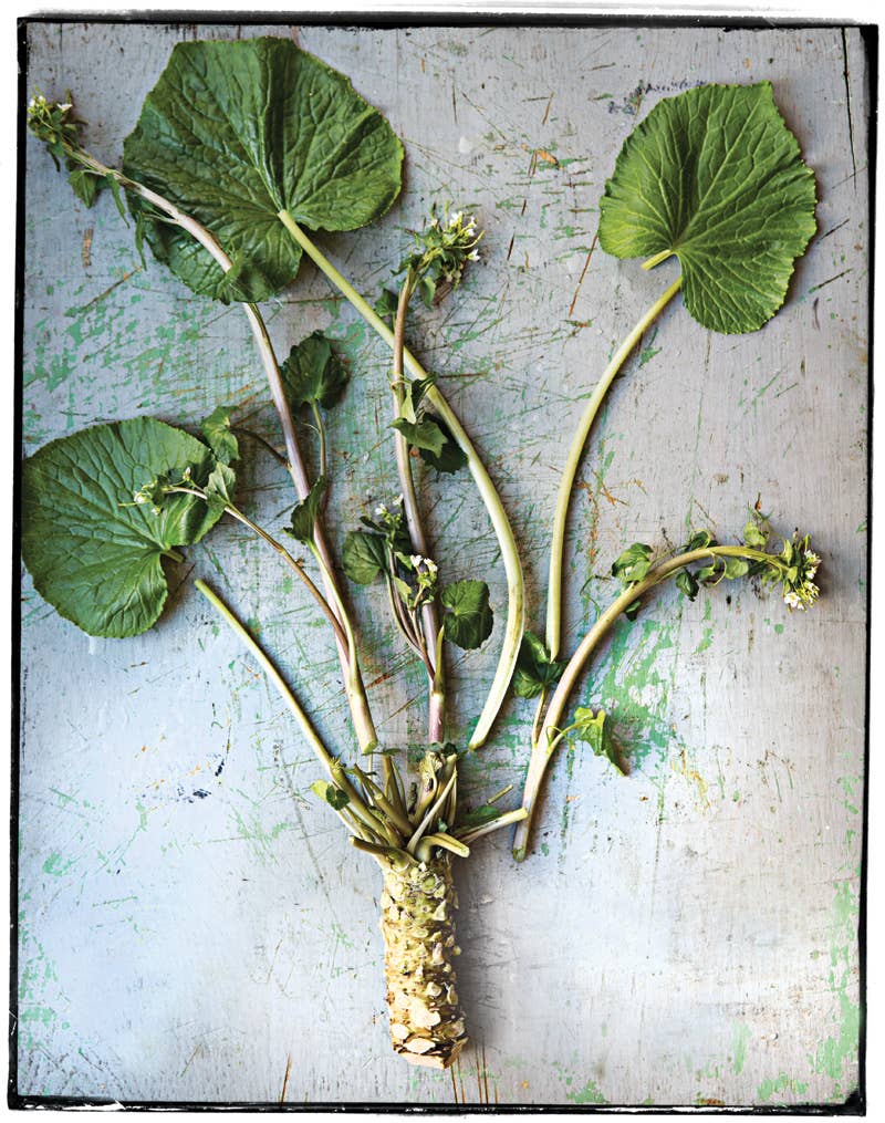 Mean Green: Wasabi Root