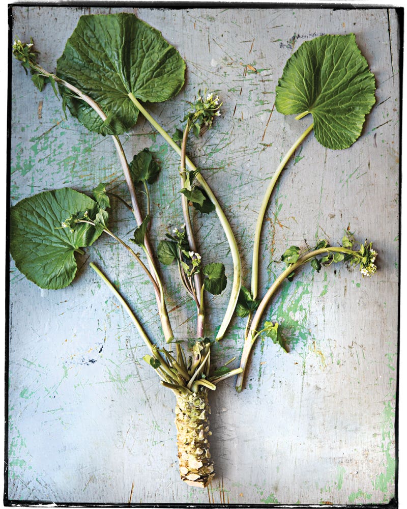 Mean Green: Wasabi Root Mean Green: Wasabi Root