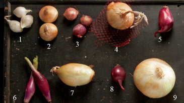 Types of Onion Guide