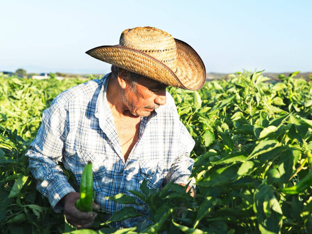 Man farming for green chiles