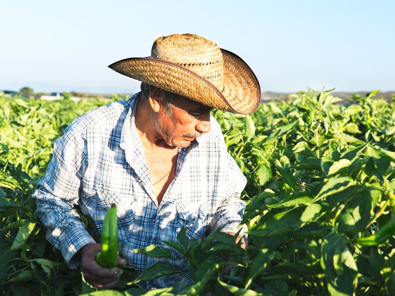 Man farming for green chiles