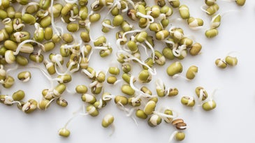 How to Make Sprouted Seeds and Beans at Home