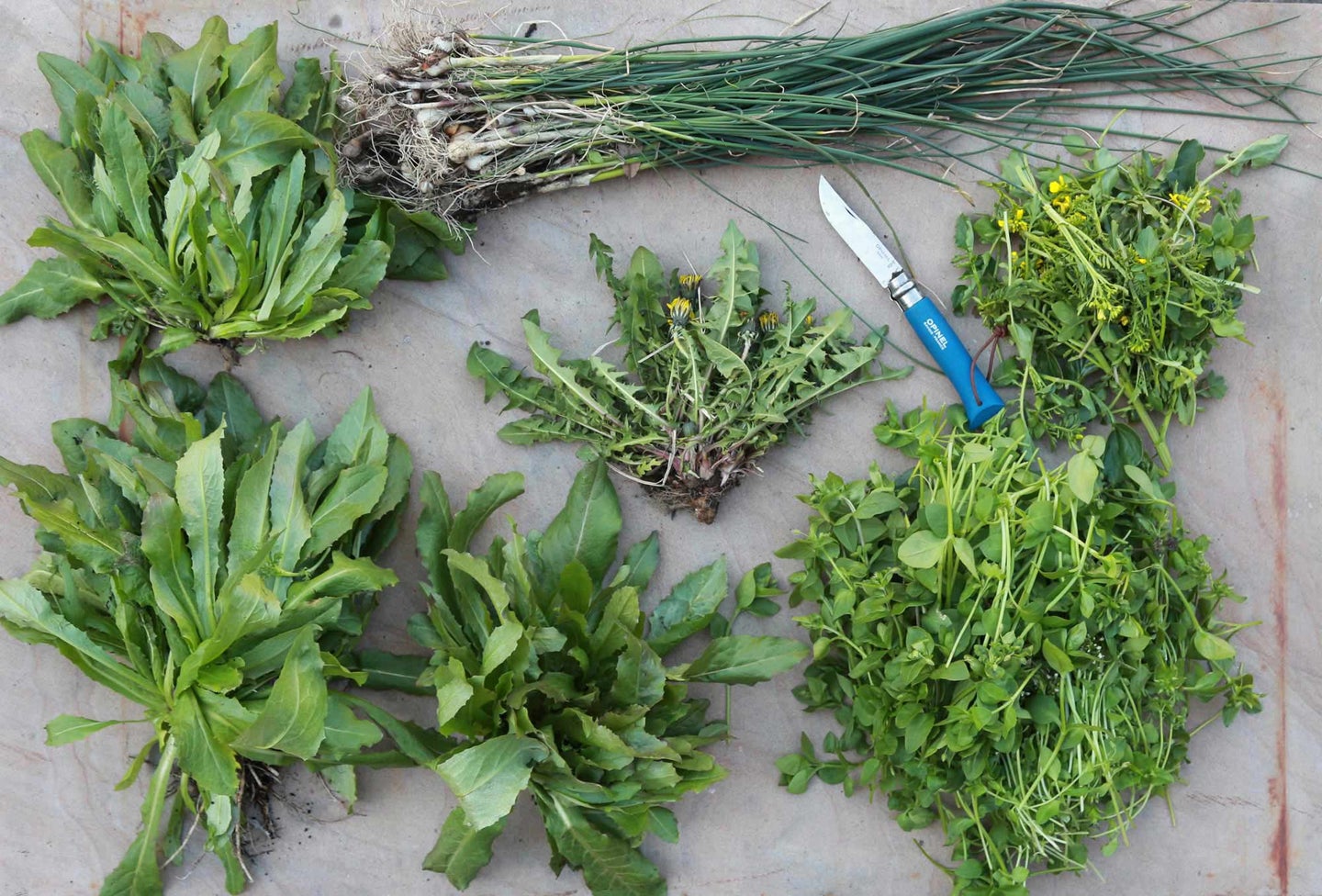 10 invasive plant species