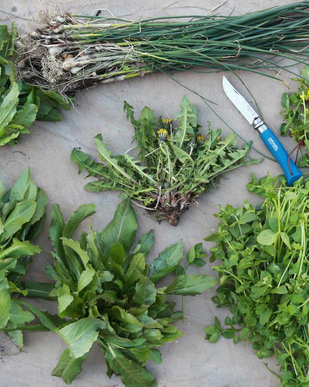 These 10 Invasive Plant Species Are Surprisingly Delicious 10 invasive plant species