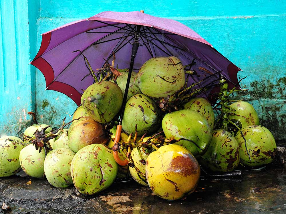Coconut (Dừa)
