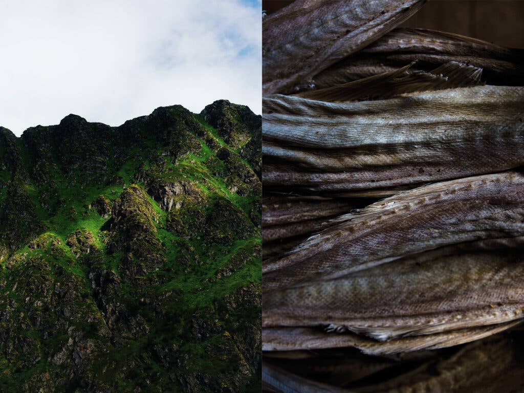 The dried bodies of skrei, or 