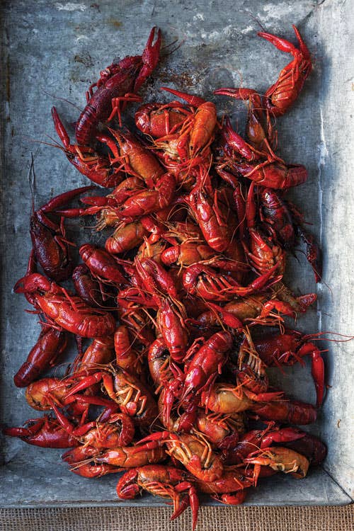 Born on the Bayou Saveur