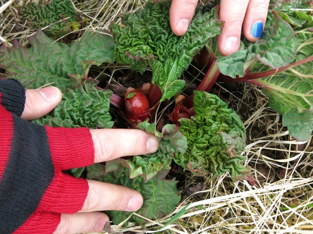 Wild Rhubarb