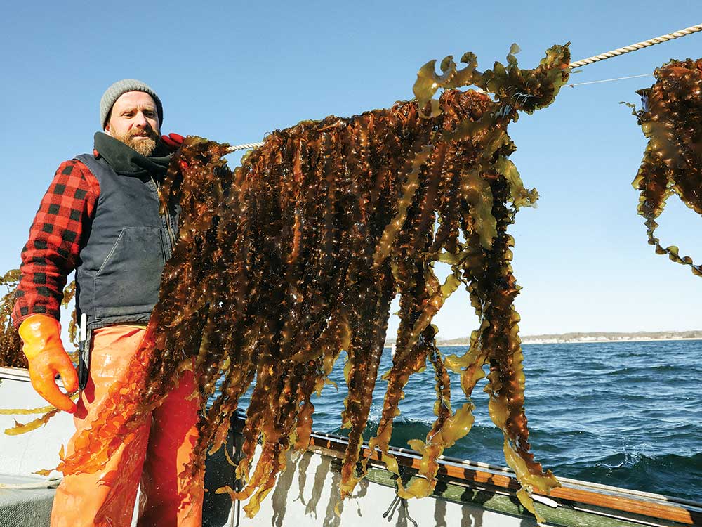 This Farmer Thinks Kelp Will Help Save the World