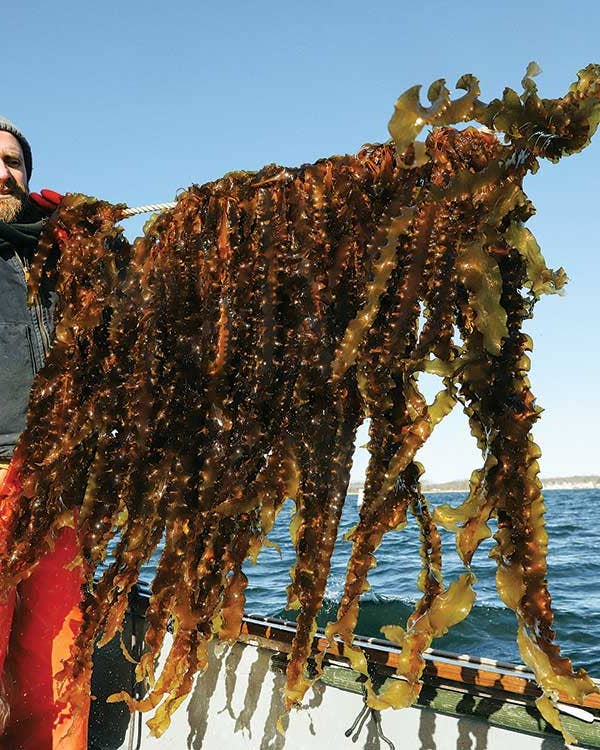 This Farmer Thinks Kelp Will Help Save the World