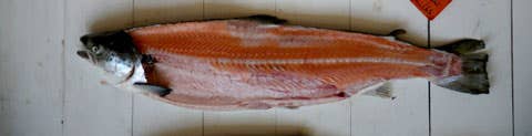 httpswww.saveur.comsitessaveur.comfilesimport2008images2008-05634-112_know_your_salmon_4_480.jpg