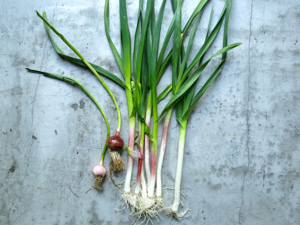 Green Garlic