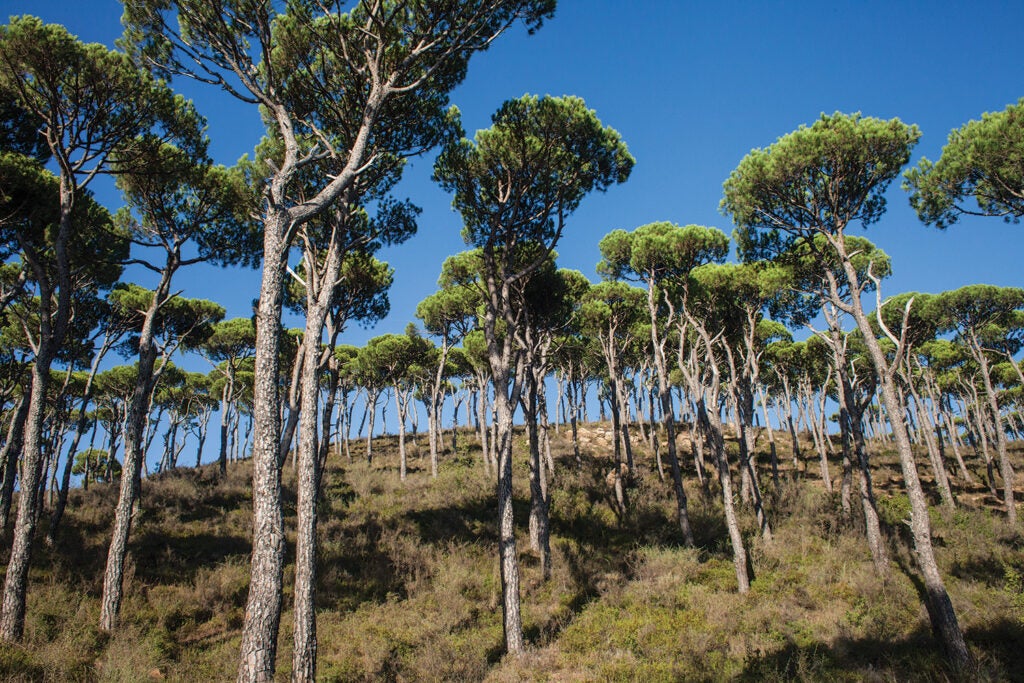 Hills Surrounding Olive Grove