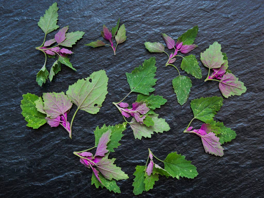 Wild Spinach