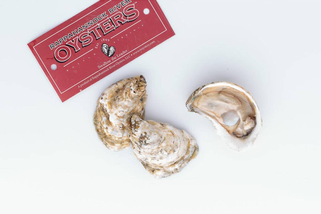 Rappahanock Oysters