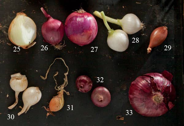 types of onions Maui onions, Red zeppelin, Red burgermeisters, Paris silver-skins, French shallots, Crystal white wax, Jet set, Flat of Italy, Giant red hamburger