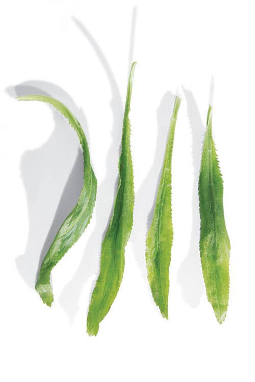Culantro