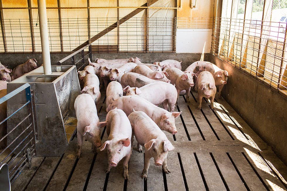 An In-Depth Investigation Into the Hog Industry’s Smelliest Practices