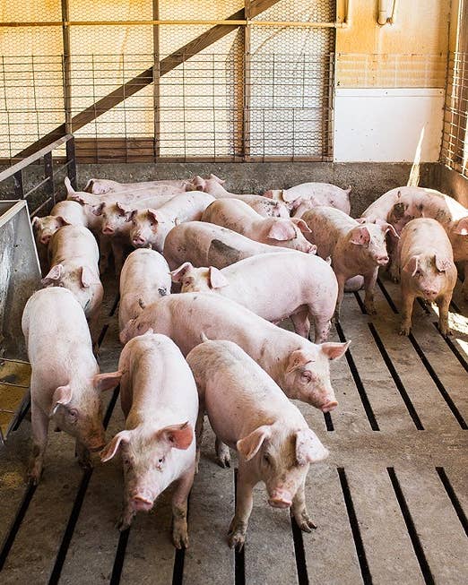 An In-Depth Investigation Into the Hog Industry’s Smelliest Practices