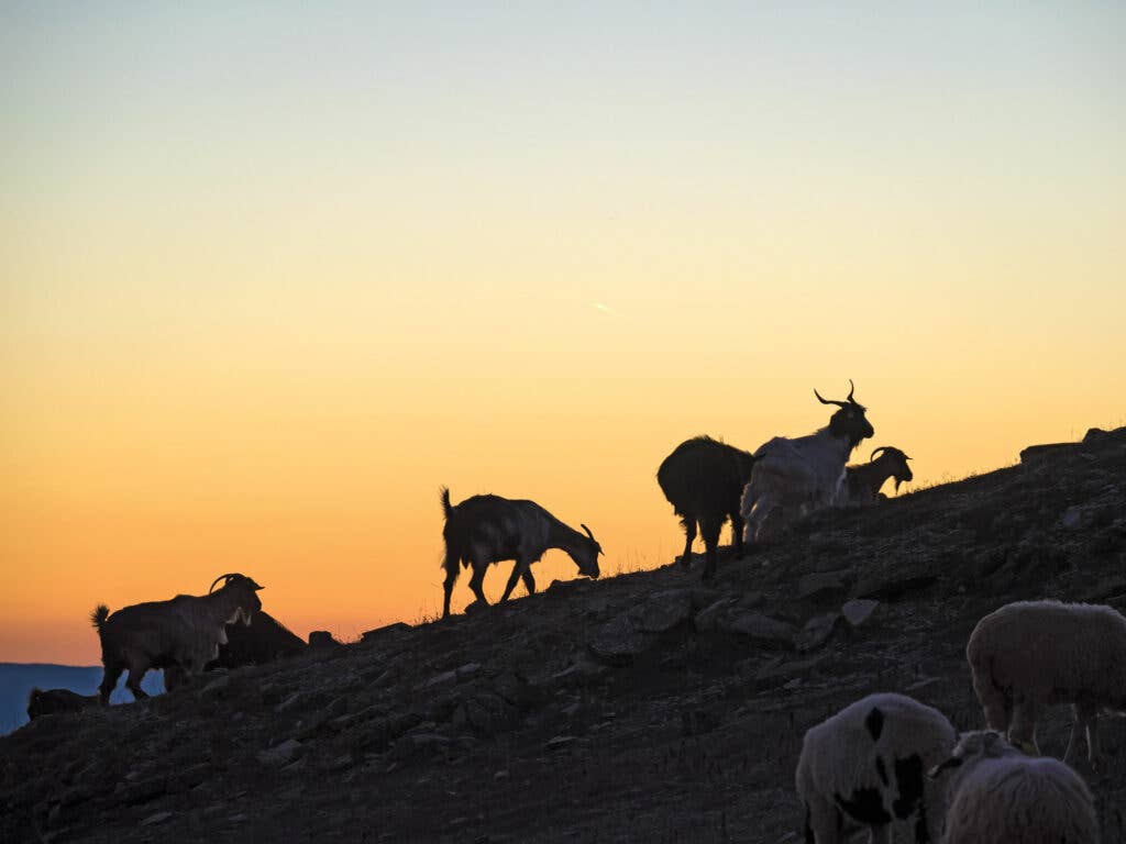 Turkish Goats