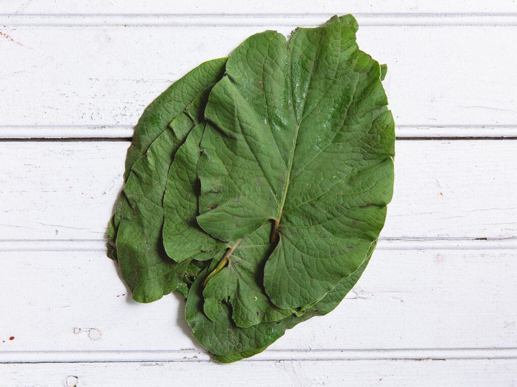 Hoja Santa Leaves 