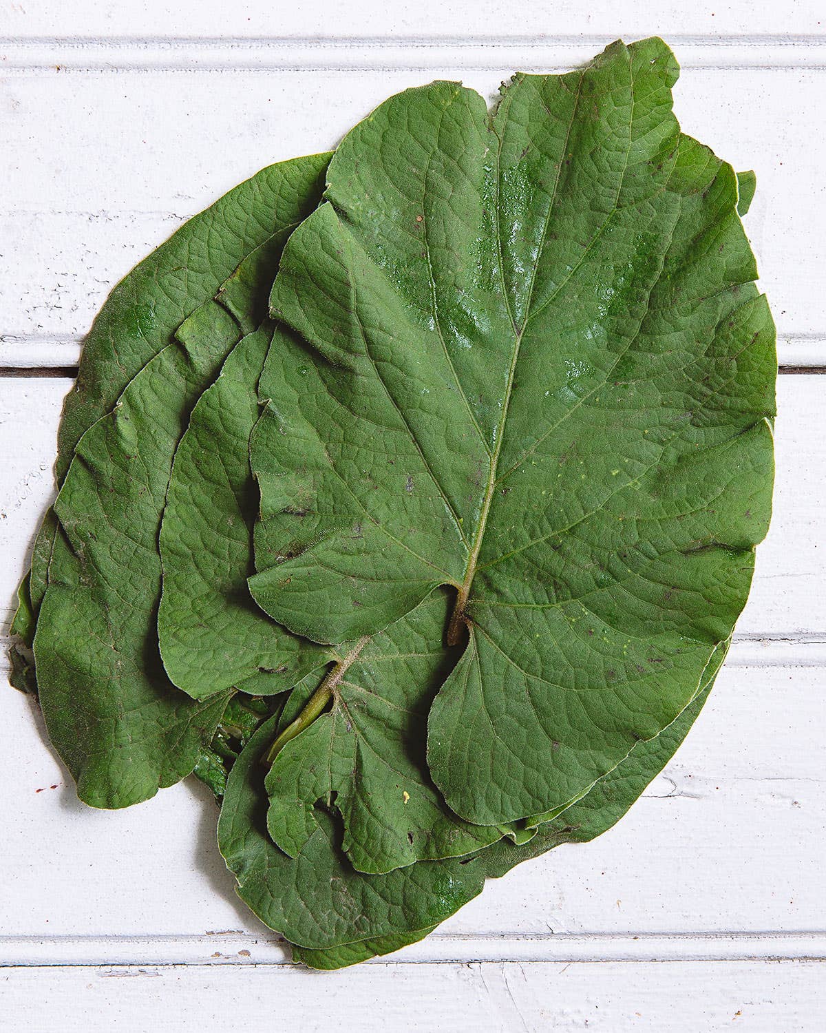 How to Cook With Hoja Santa, the Mexican Herb We Love as Much as Cilantro Hoja Santa Leaves