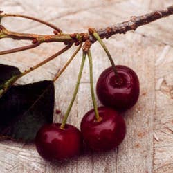 Types of  Cherries