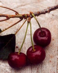 Types of  Cherries