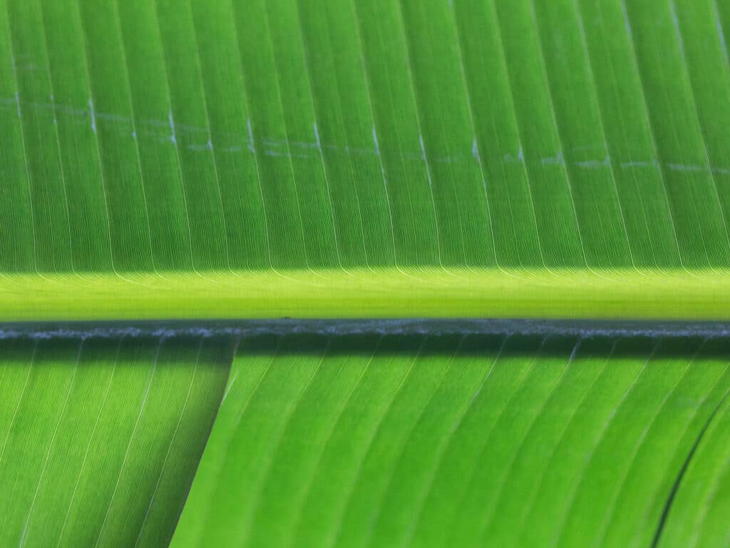 Banana Leaf