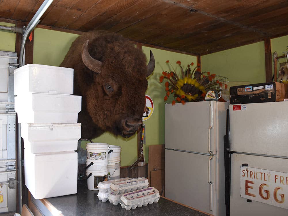 bison mount kummrow farms