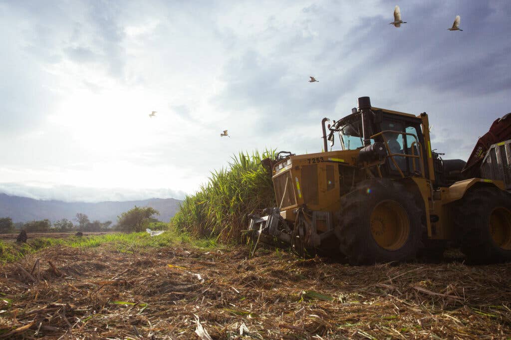 Sugar Cane Valle de Cauca Colombia