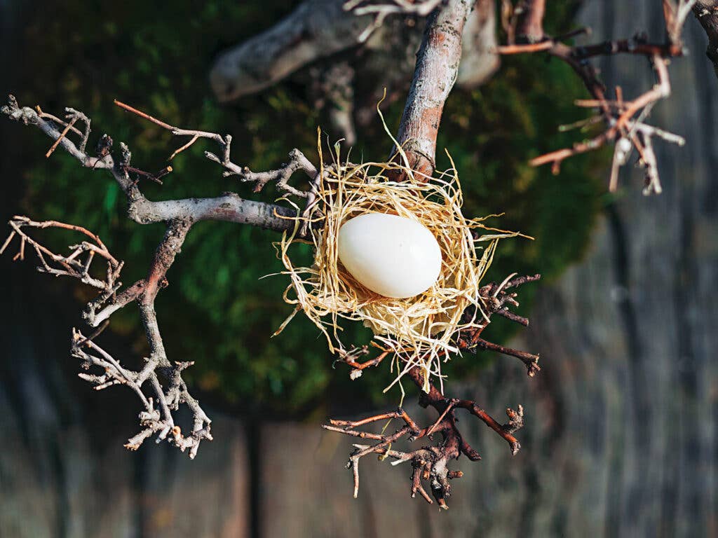 Soft Boiled Quail Egg