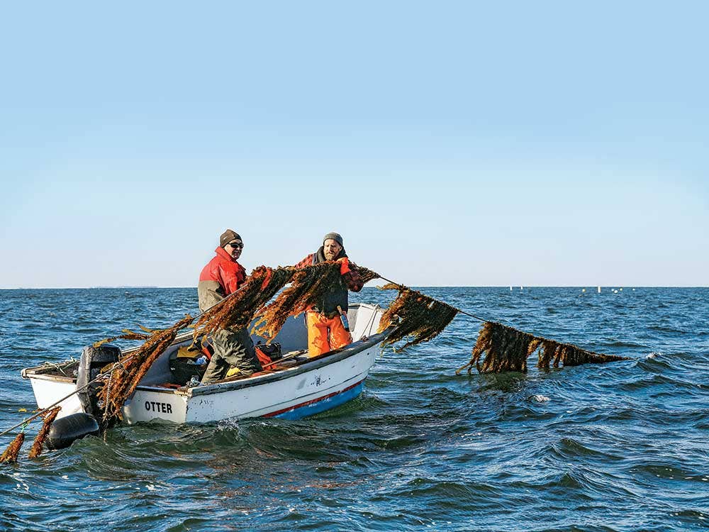 Kelp farming