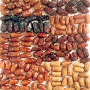 A World of Dates