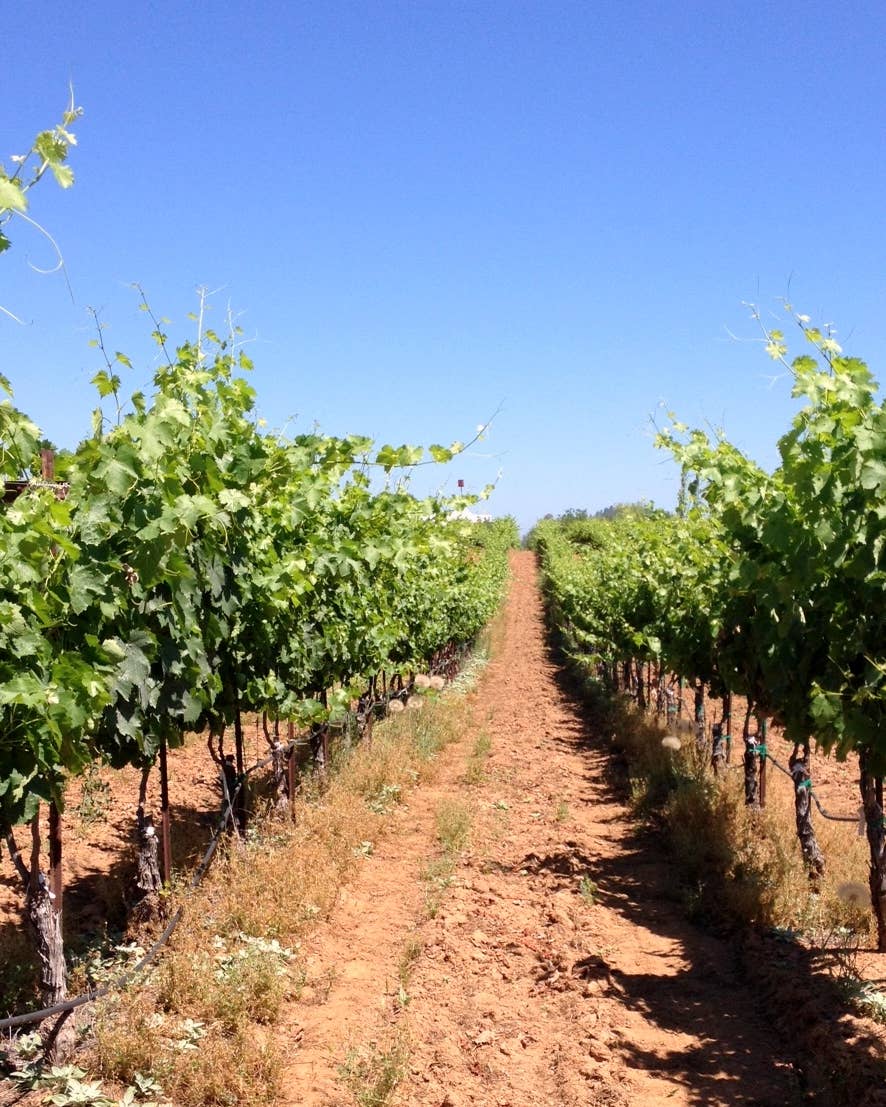 Wineries of a California Gold Rush County