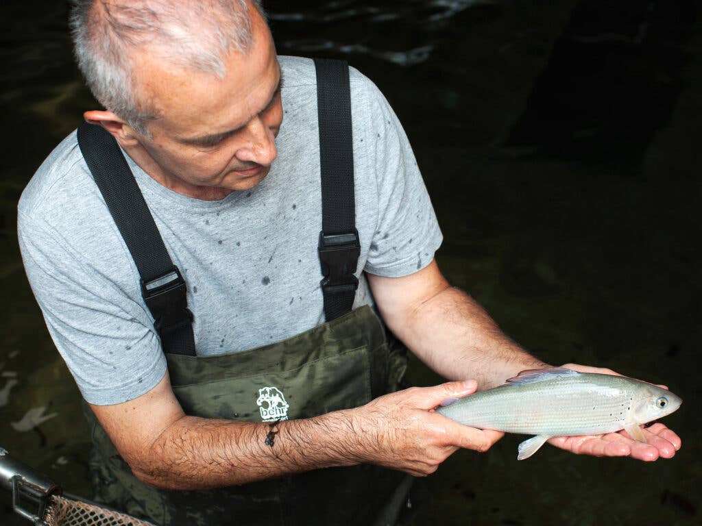 marble trout