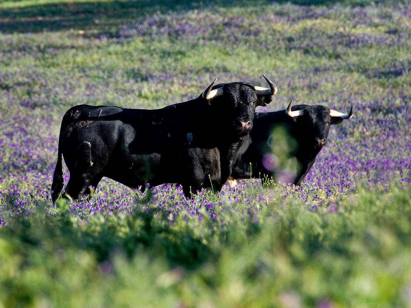 Are Fighting Bulls Spain’s Next Great Delicacy?